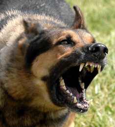 German Shepherd dog showing its teeth about to engage in a dog bite